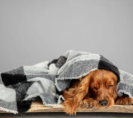 Κατοικίδια